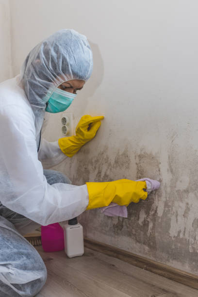 Best Real Estate Mold Inspection  in Harrisville, WV