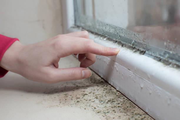 Best Dehumidification Services  in Harrisville, WV