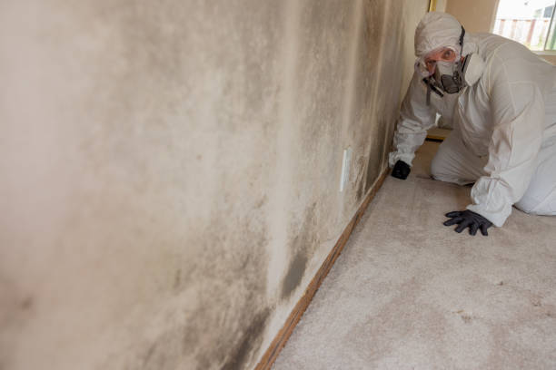 Best Mold-Related Health Consultation  in Harrisville, WV